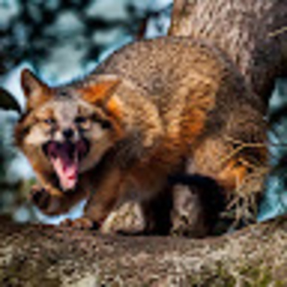 Meet your Posher, Ray - Picture 1 of 1